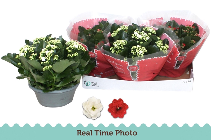 <h4>KAL GE GEM 2 KL</h4>