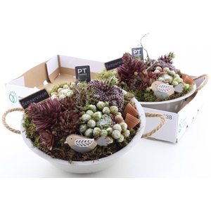 ARR SEMPERVIVUM