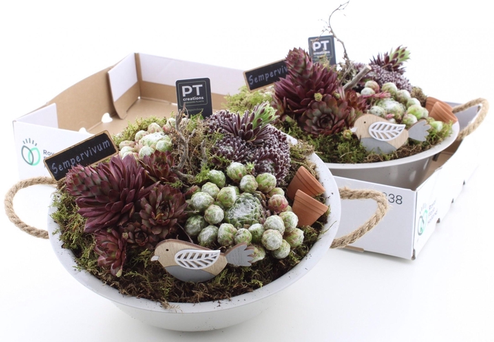 <h4>ARR SEMPERVIVUM</h4>