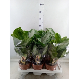 Aglaonema  'Silver Bay'