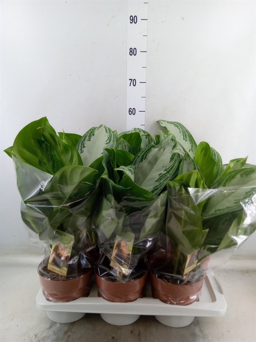 <h4>Aglaonema  'Silver Bay'</h4>