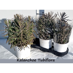 KALANCHOE OV