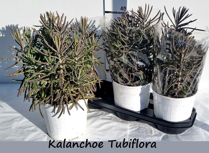 <h4>KALANCHOE OV</h4>