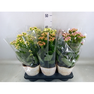 Kalanchoe   ...
