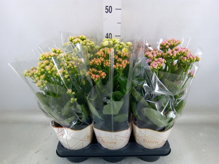 <h4>Kalanchoe   ...</h4>