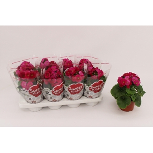 PRIMULA OBCONICA MAGENTA P13