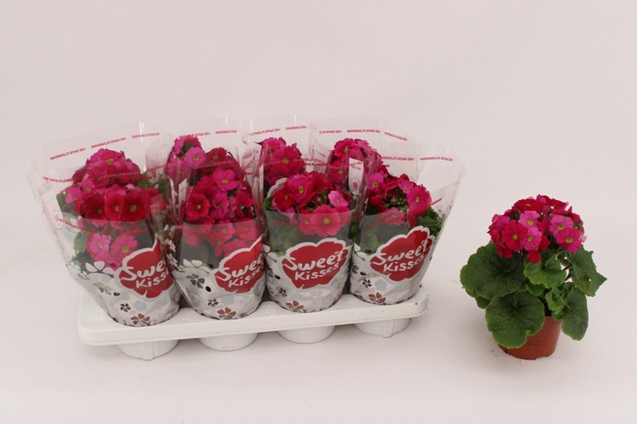 <h4>PRIMULA OBCONICA MAGENTA P13</h4>