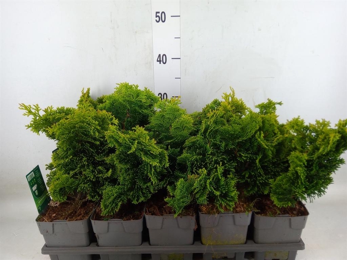 <h4>Chamaecyparis obt. 'Nana Gracilis'</h4>