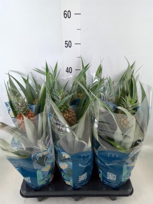 <h4>Ananas  'Mi Amigo'</h4>