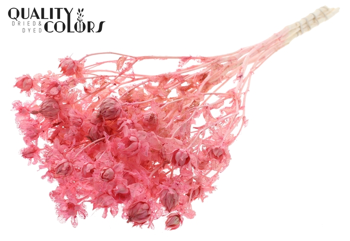 <h4>Carthamus per bunch Intense Frosted Pink</h4>