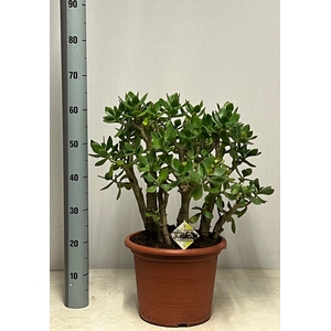 CRASS OVATA