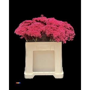 Sedum Cerise