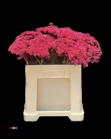 <h4>Sedum Cerise</h4>