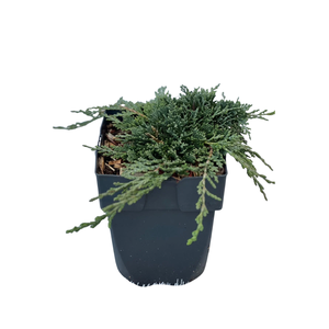 Juniperus hor. 'Bar Harbor'