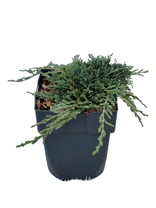 <h4>Juniperus hor. 'Bar Harbor'</h4>