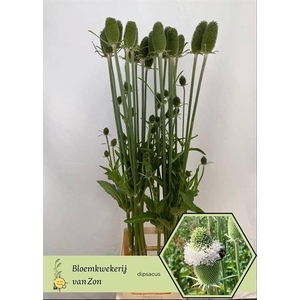 DIPSACUS