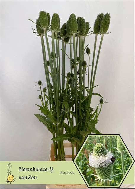<h4>DIPSACUS</h4>