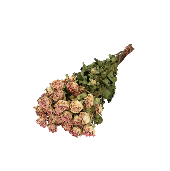 <h4>Dried flowers Rose spray 40cm x10</h4>