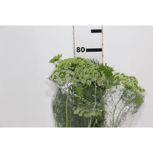 AMMI MAJUS 070 CM