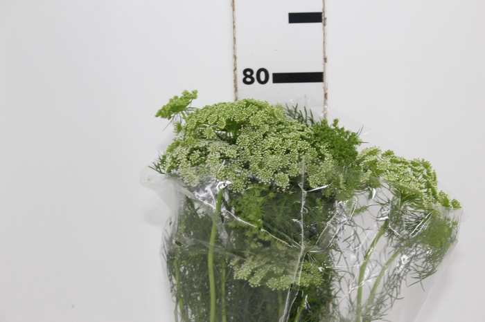 AMMI MAJUS 070 CM