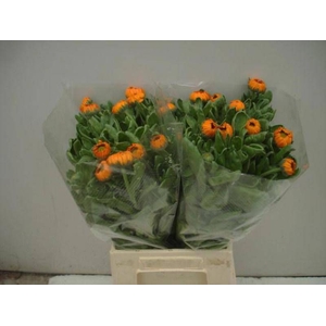 Calendula Green Spot Orange Verano