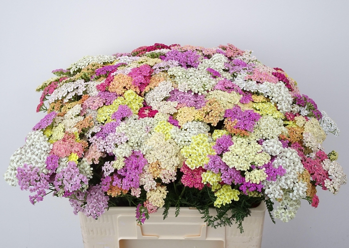 <h4>Achillea M Mix In Bunch 60cm</h4>