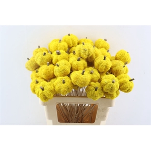 Stem Pumpkin L50d6.5 Yellow