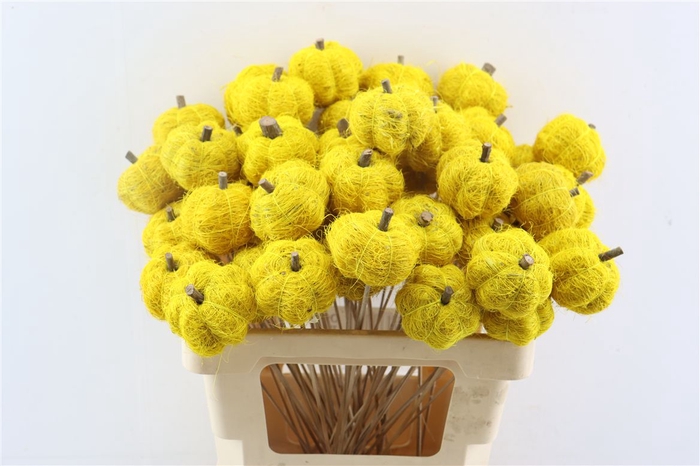 Stem Pumpkin L50d6.5 Yellow