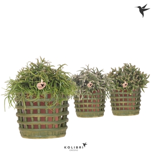 Kolibri Greens Rhipsalis mix in Mesh pot green