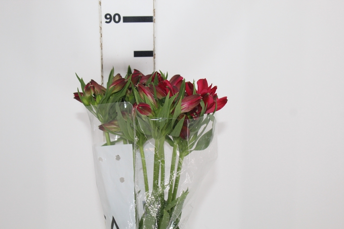 <h4>ALSTROEMERIA MARIAN 080 CM VERMELHO</h4>