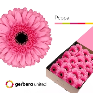 Gerbera Peppa Doos