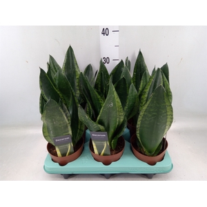 Sansevieria trifa.   ...