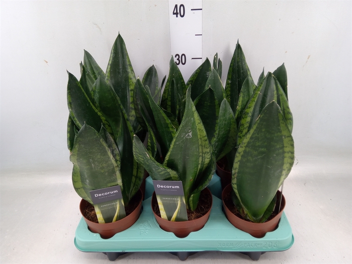 <h4>Sansevieria trifa.   ...</h4>