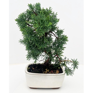 Juniperus chinensis, 13 cm