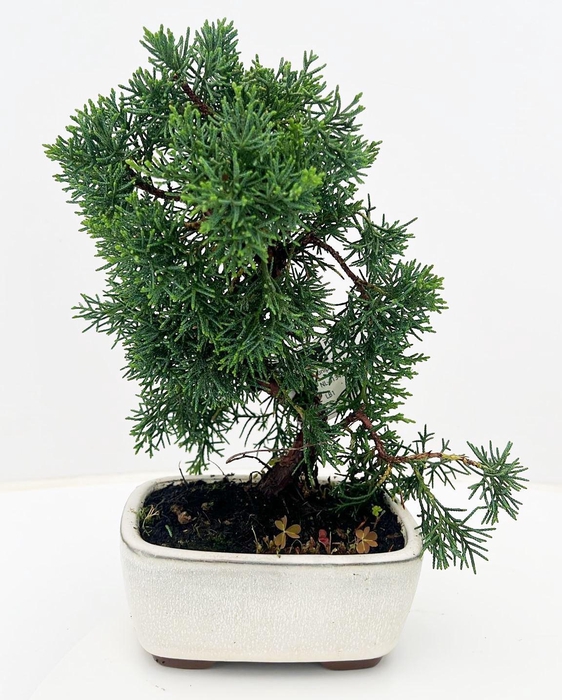<h4>Juniperus chinensis, 13 cm</h4>