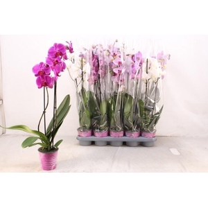 PHAL GEM 5 KL