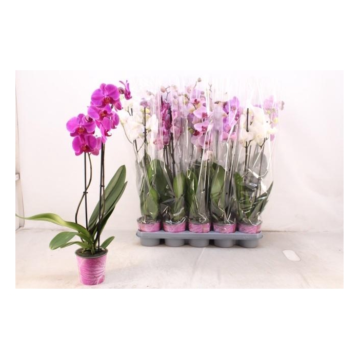 <h4>PHAL GEM 5 KL</h4>