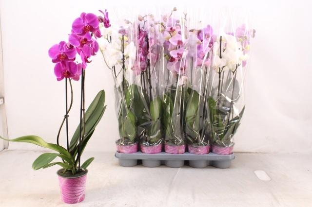 PHAL GEM 5 KL