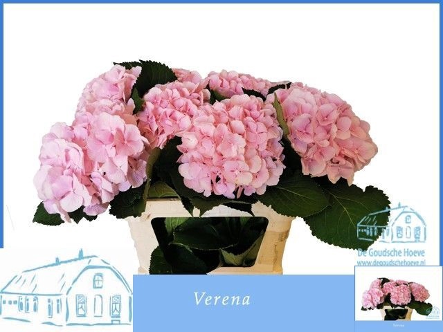 <h4>HYDR M CH VERENA</h4>
