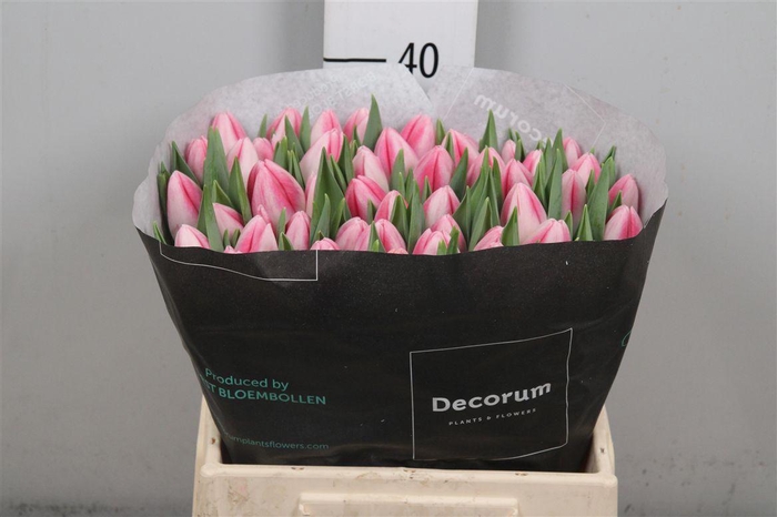 <h4>Tu En Rosa New</h4>