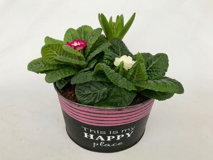 <h4>Primula Zink Happy Rond (2x Prim, 1x Hya)</h4>