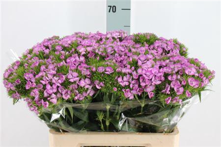 <h4>Di Barb Melian Lavendel 60 Cm</h4>
