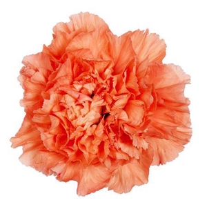 Dianthus st Hermes Orange