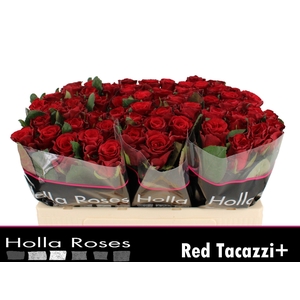 R GR RED TACAZZI+ chambre
