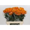 Tagetes Marigold Promise Orange