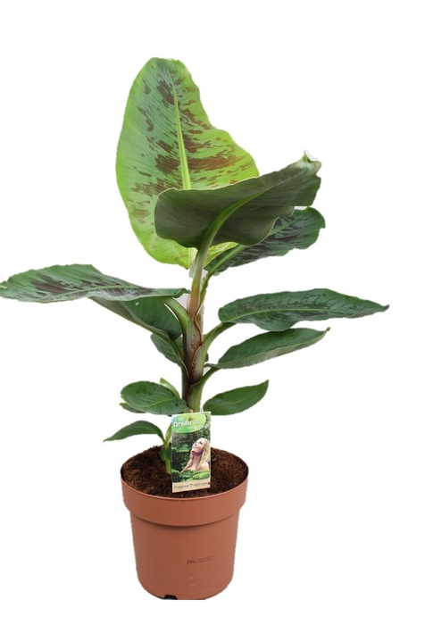 <h4>Musa Dwarf Cavendish</h4>