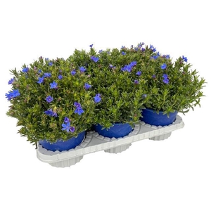 Lithodora diffusa