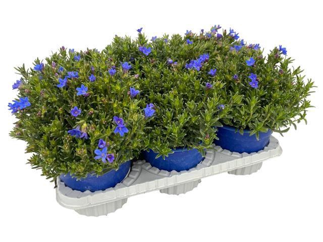 <h4>Lithodora diffusa</h4>