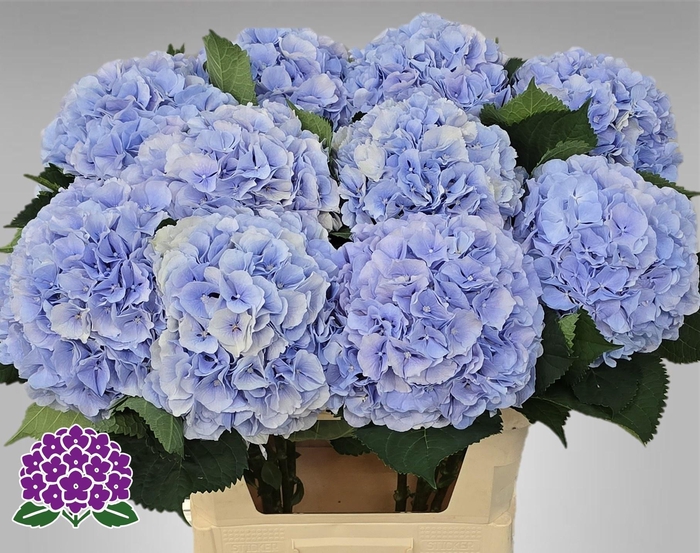 <h4>HYDR M CH VERENA BL</h4>