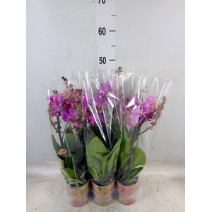Phalaenopsis multi. 'Ant Hamburg'